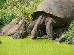 Day 05 - Wild Female Tortoise Drinking
